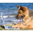 SOS chien perdu ou vol�