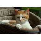 No�l des Animaux les 29 et 30 novembre