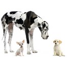 Petit chien deviendra grand