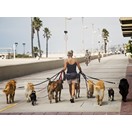 Pour qu'un chien ait droit de cit�