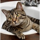 Adopter un chat