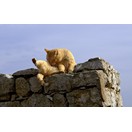Ext�rieur et le chat