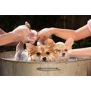 Un chien tout beau, tout propre