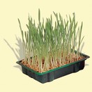 Herbe � chat en barquette