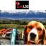 Tinyloc R2 Tracer GPS - Radar de localisation pour chien Tinyloc