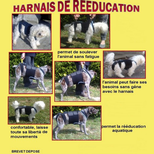 Harnais de rééducation pour chien