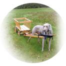Chariot d�attelage en bois pour chien