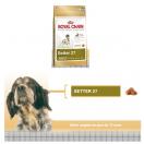 Setter Anglais - Royal Canin