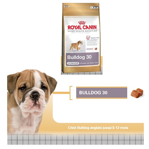 Bulldog Anglais Junior - Royal Canin