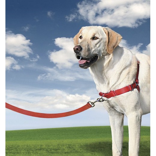 Harnais éducation Easy Walk pour chien