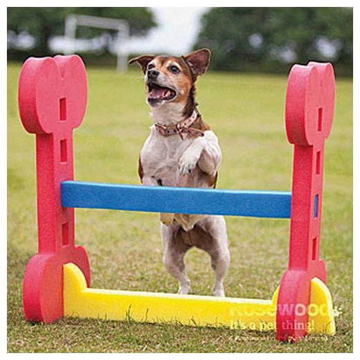 Haie Agility Indoor