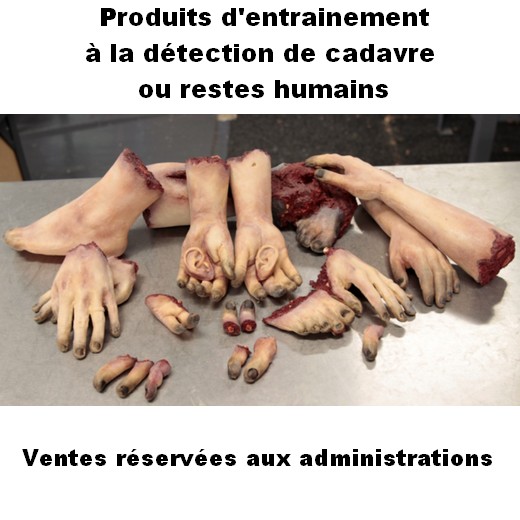 Partie de corps pour entrainement à la détection de cadavre ou restes humains
