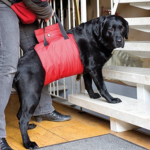 Harnais de soutien antérieur pour chiens handicapés ou à mobilité réduite