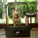 Mini DogPacer - Tapis roulant, Home Trainer pour chiens - image 2