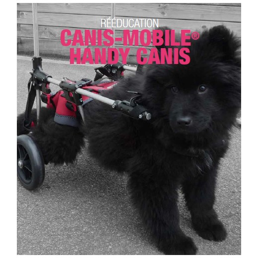 Chariot pour chiens à mobilité réduite