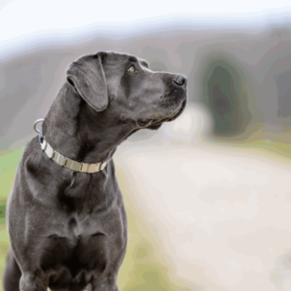 501510_2_501510_insitu.PNG