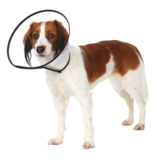 19513_2_19513_insitu.PNG