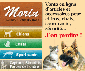 Morin