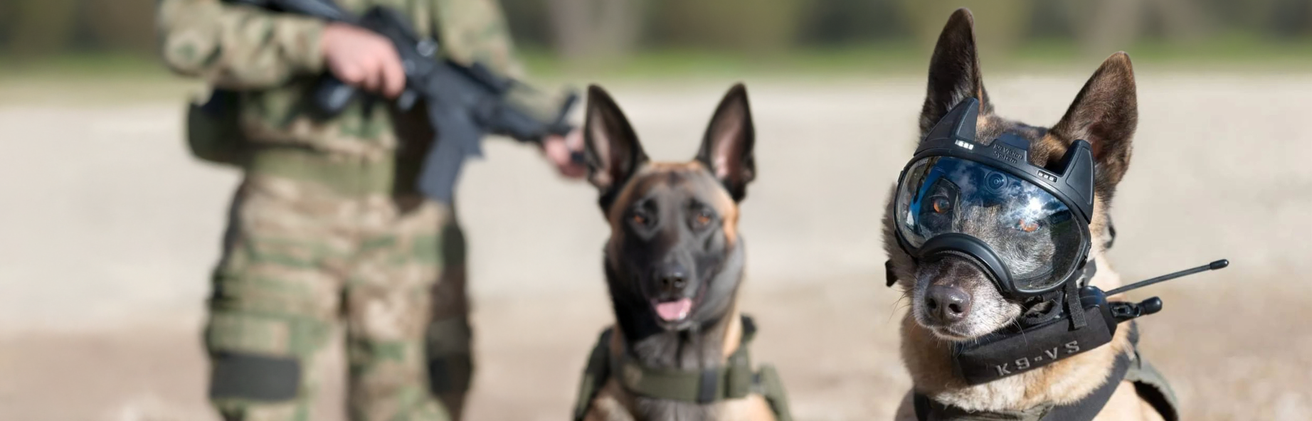 Protection pour chiens : masques pour chiens & autres accessoires - Morin France