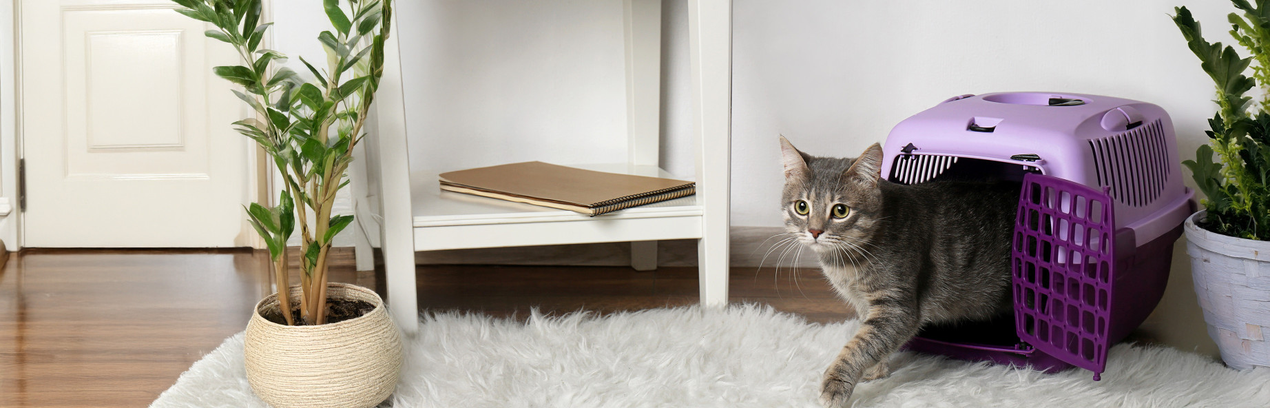 Caisse à chats : caisse de transport pour chat, caisse de voyage pour chat - Morin