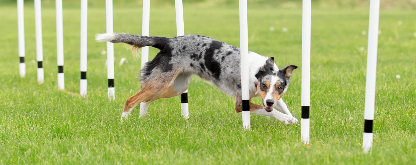 Sport canin : matériel de sport canin