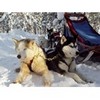 Calendrier FFST (traineau, bike et ski joering, canicross)