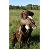 Commission Retriever broussailleurs chien d\'eau