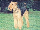 Airedale Terrier