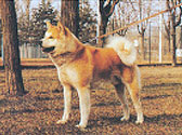 Akita