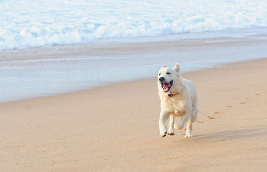 Aller à la plage avec son chien, c’est possible ?