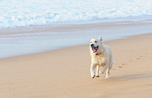 Aller  la plage avec son chien, cest possible ?