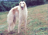 Barzoi