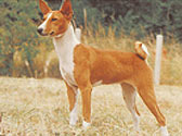 Basenji