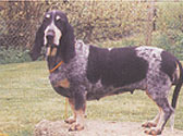 Basset Bleu de Cascogne