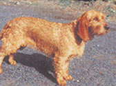 Basset Fauve de Bretagne