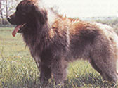 Fiches Races Chiens