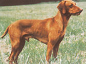 Fiches Races Chiens