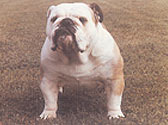 Fiches Races Chiens