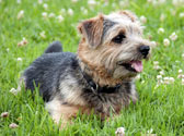Fiches Races Chiens