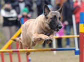 Retrouvez les principaux événements des activités et du sport canin