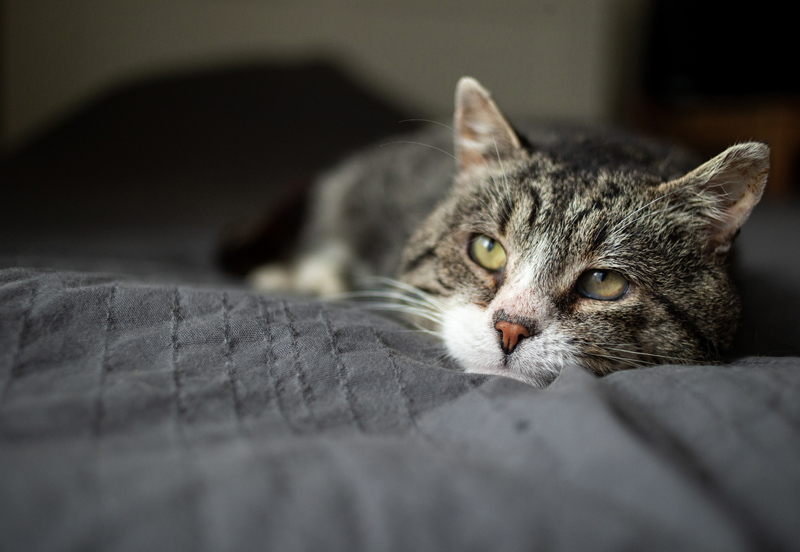 Arthrose, vision qui baisse : prendre soin d’un chat âgé