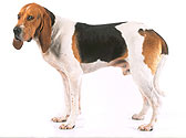 Fiches Races Chiens