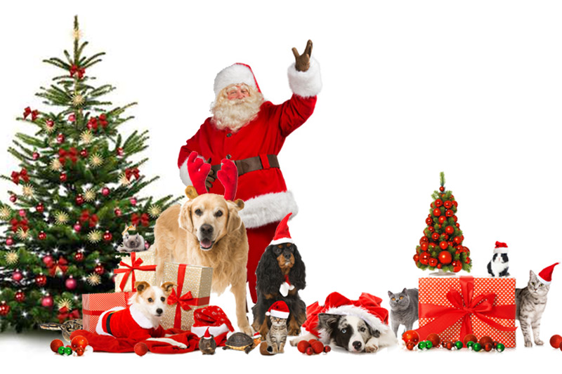 Le guide des meilleurs cadeaux pour chien et chat