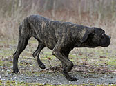 Fiches Races Chiens