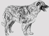 Fiches Races Chiens