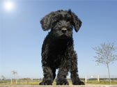 Fiches Races Chiens