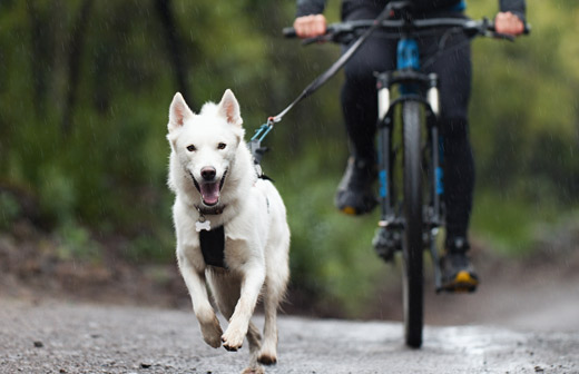 Faire du vlo avec son chien 