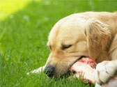 Comment choisir l'alimentation de votre chien ?