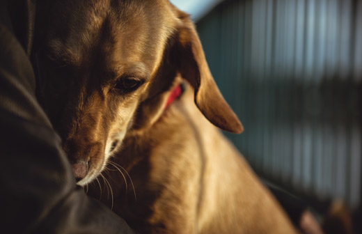 Comment reconnatre les signaux dapaisement du chien ?