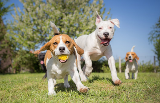 Les parcs canins, quest-ce que cest ?